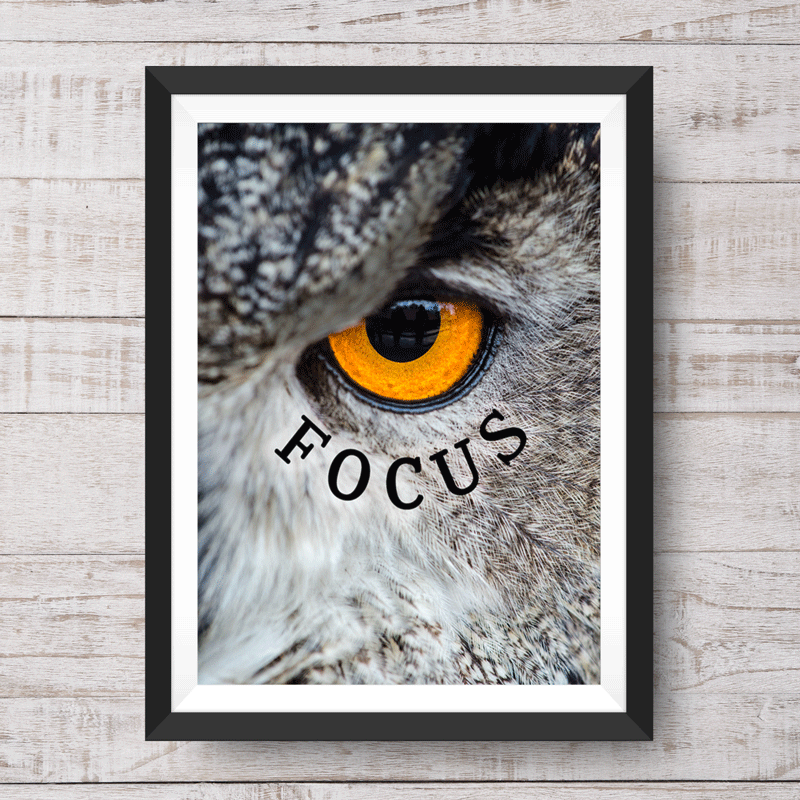 Focus Owl - Art Print